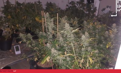 מריחואנה בדירה בהרצליה. צילום: דוברות משטרת ישראל