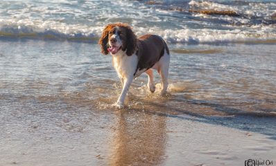כלב בים - חופי הרצליה
