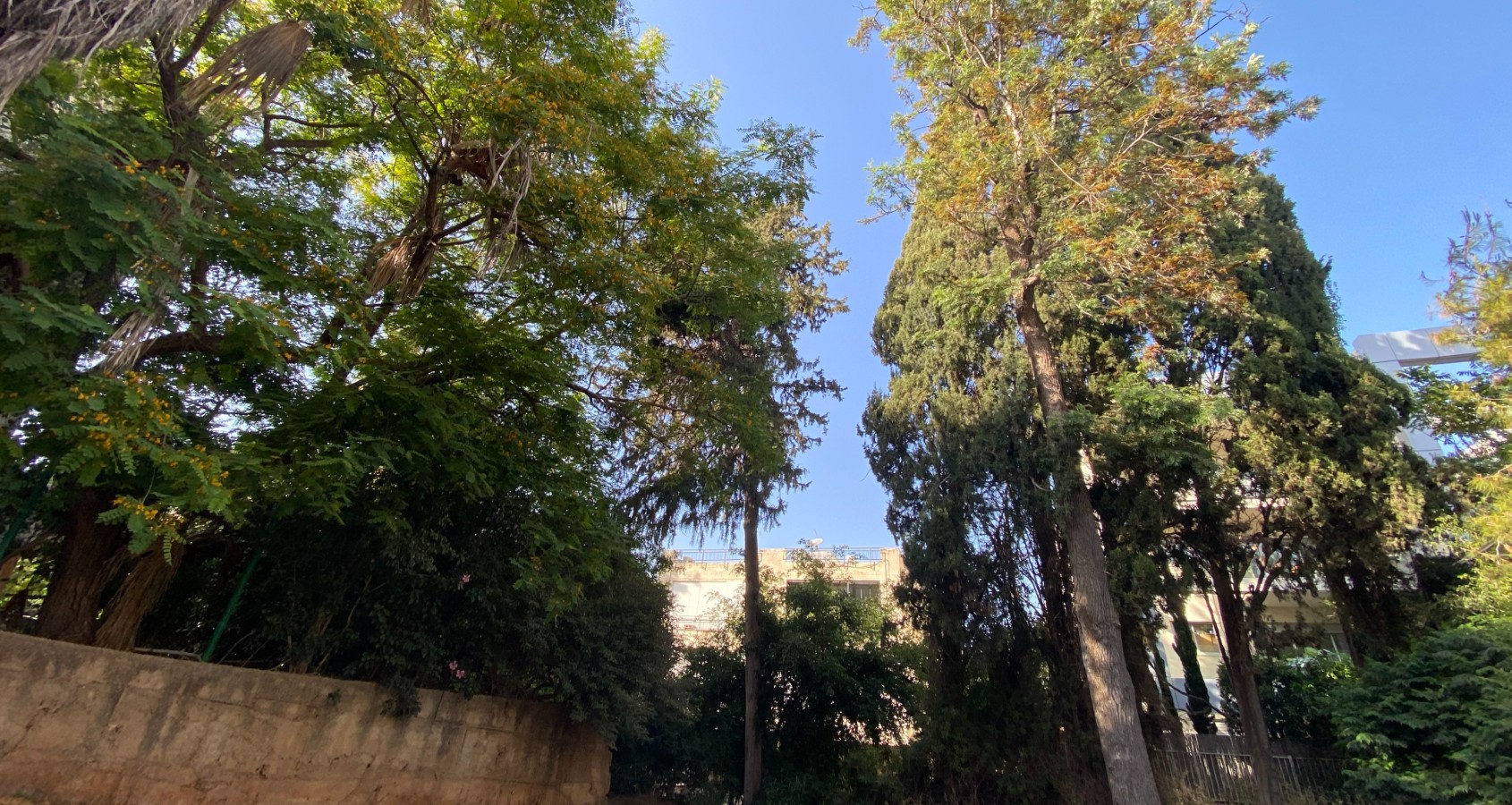 העצים המיועדים לכריתה ברחוב אבן אודם