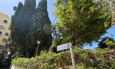 כריתת עצים מיועדת רחוב אבן אודם הרצליה