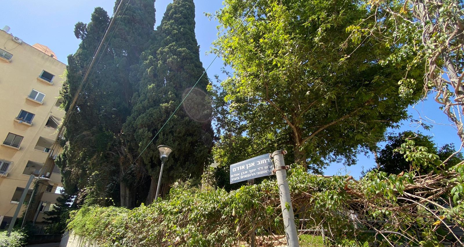 כריתת עצים מיועדת רחוב אבן אודם הרצליה