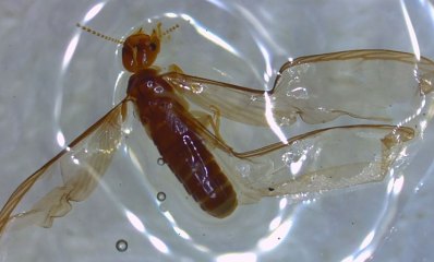 טרמיט קריבי