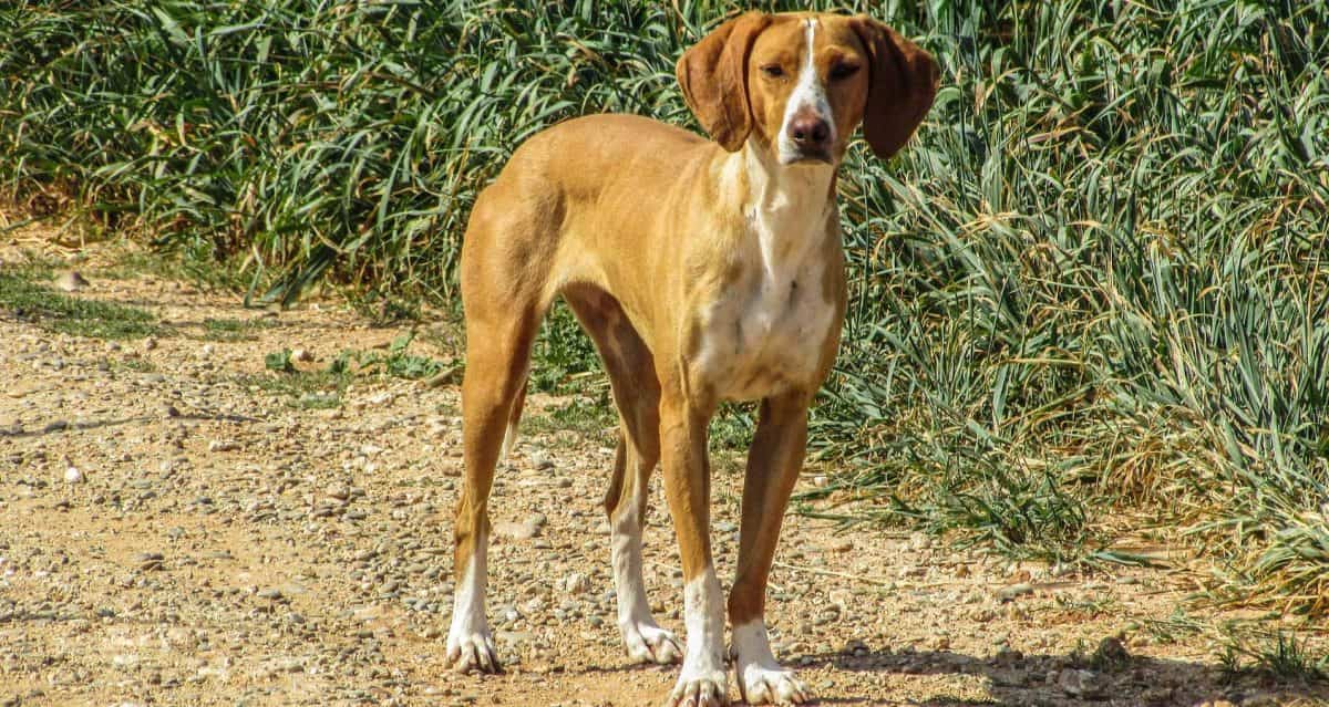 כלב חום משוטט