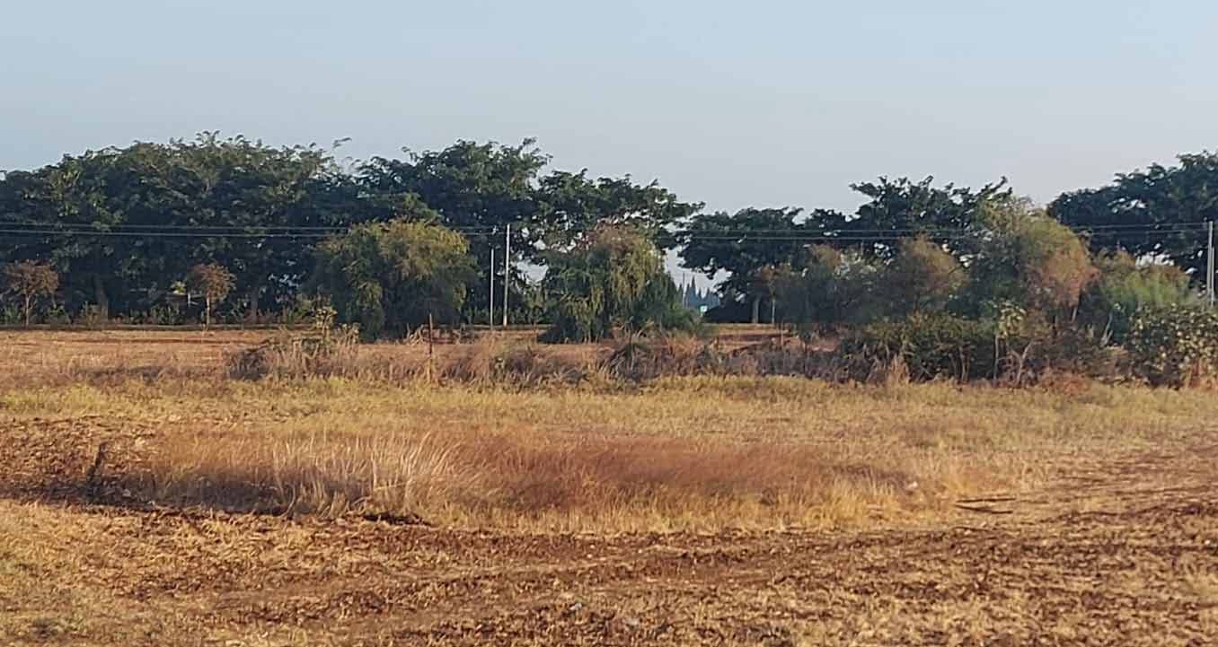 שדה סמוך לשדה התעופה של הרצליה. צילום: צחר רותם