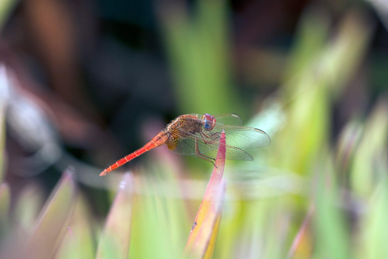 בעלי חיים שצולמו בהרצליה. צילום: דוברות עיריית הרצליה