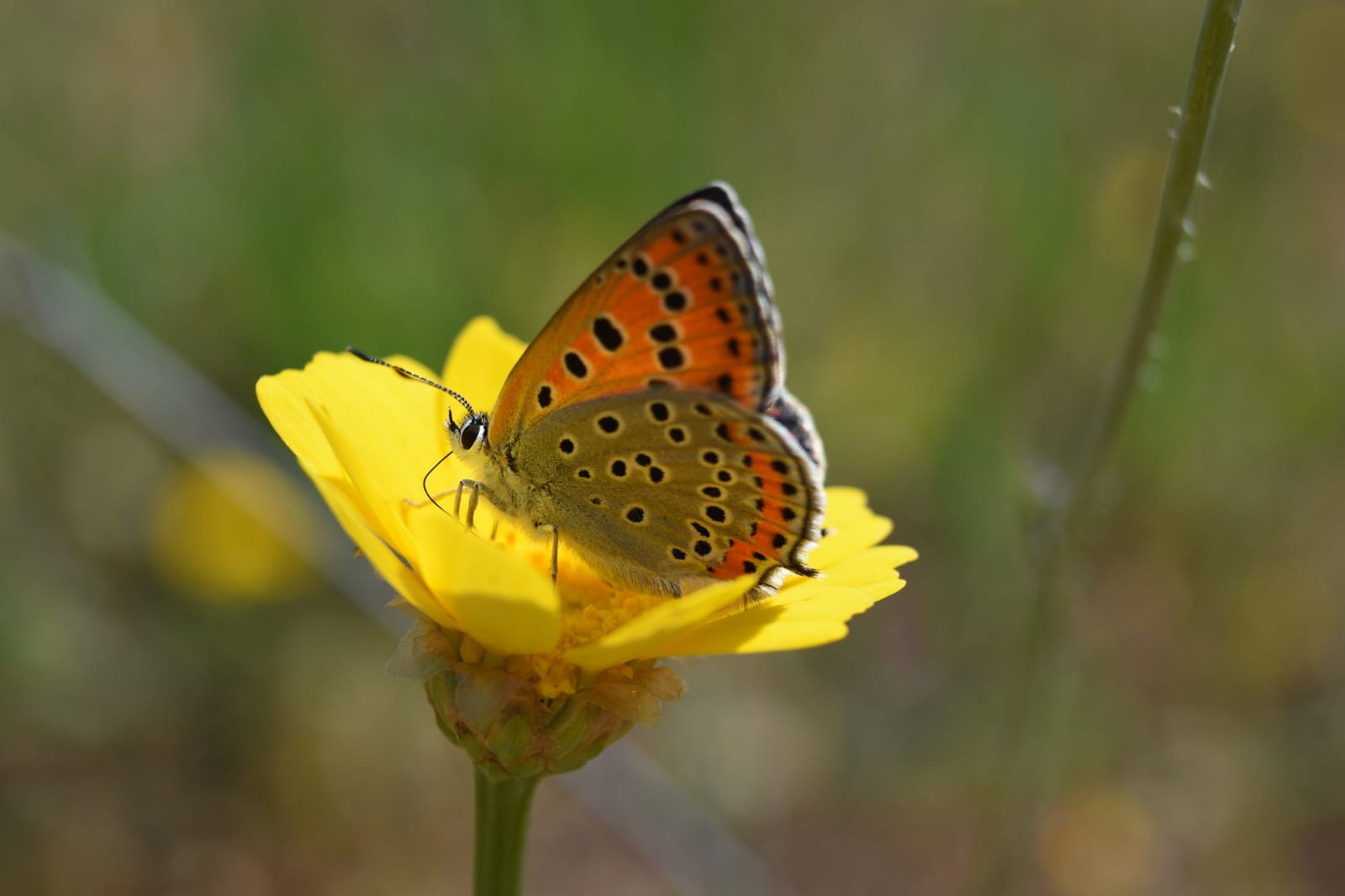 בעלי חיים שצולמו בהרצליה. צילום: דוברות עיריית הרצליה