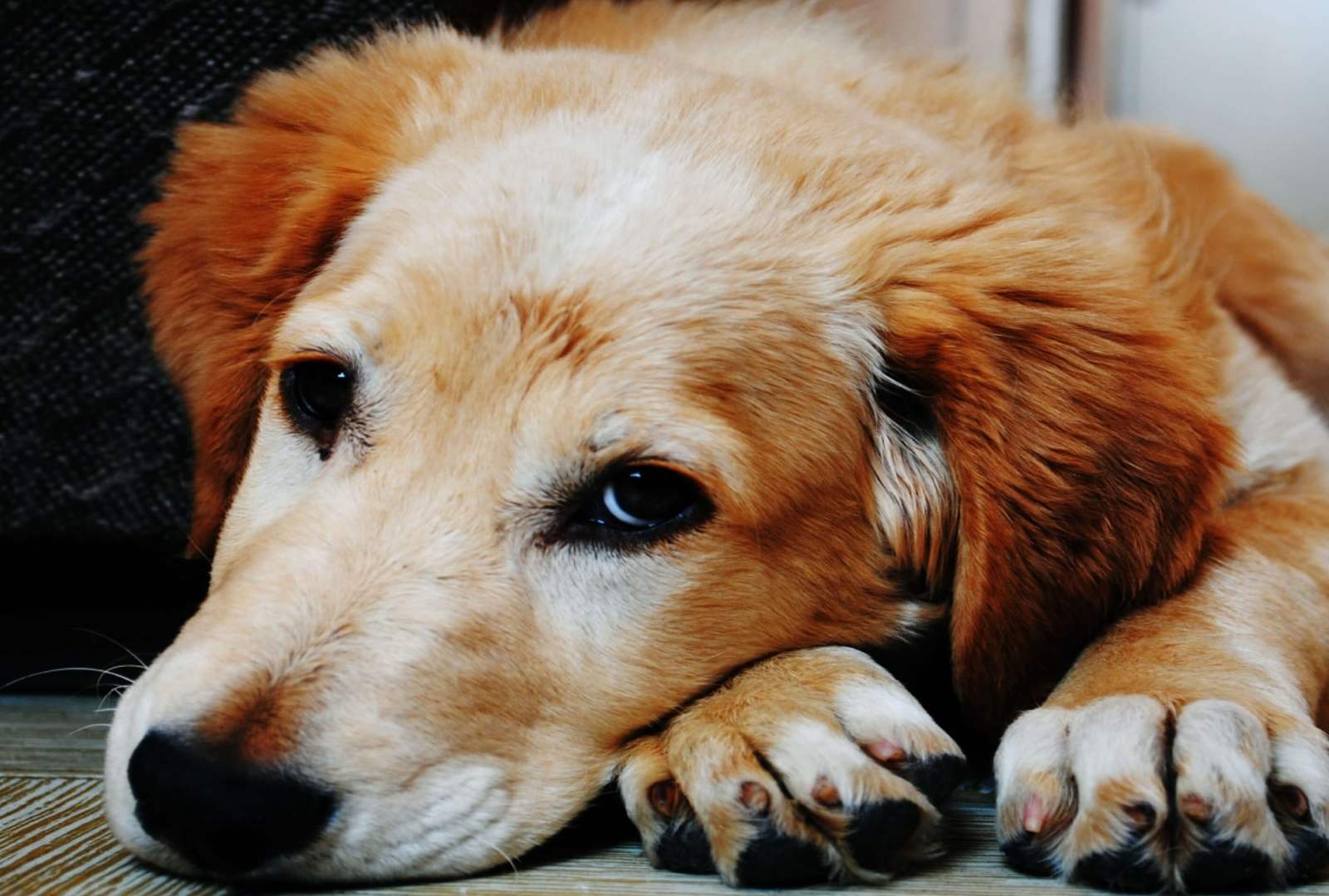 כלב באומנה. צילום: sos חיות