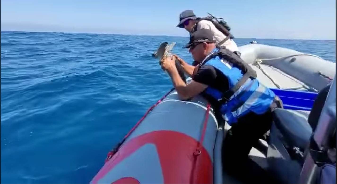 נידל חוזר לים. צילום: איתי שרנצל, רשות הטבע והגנים