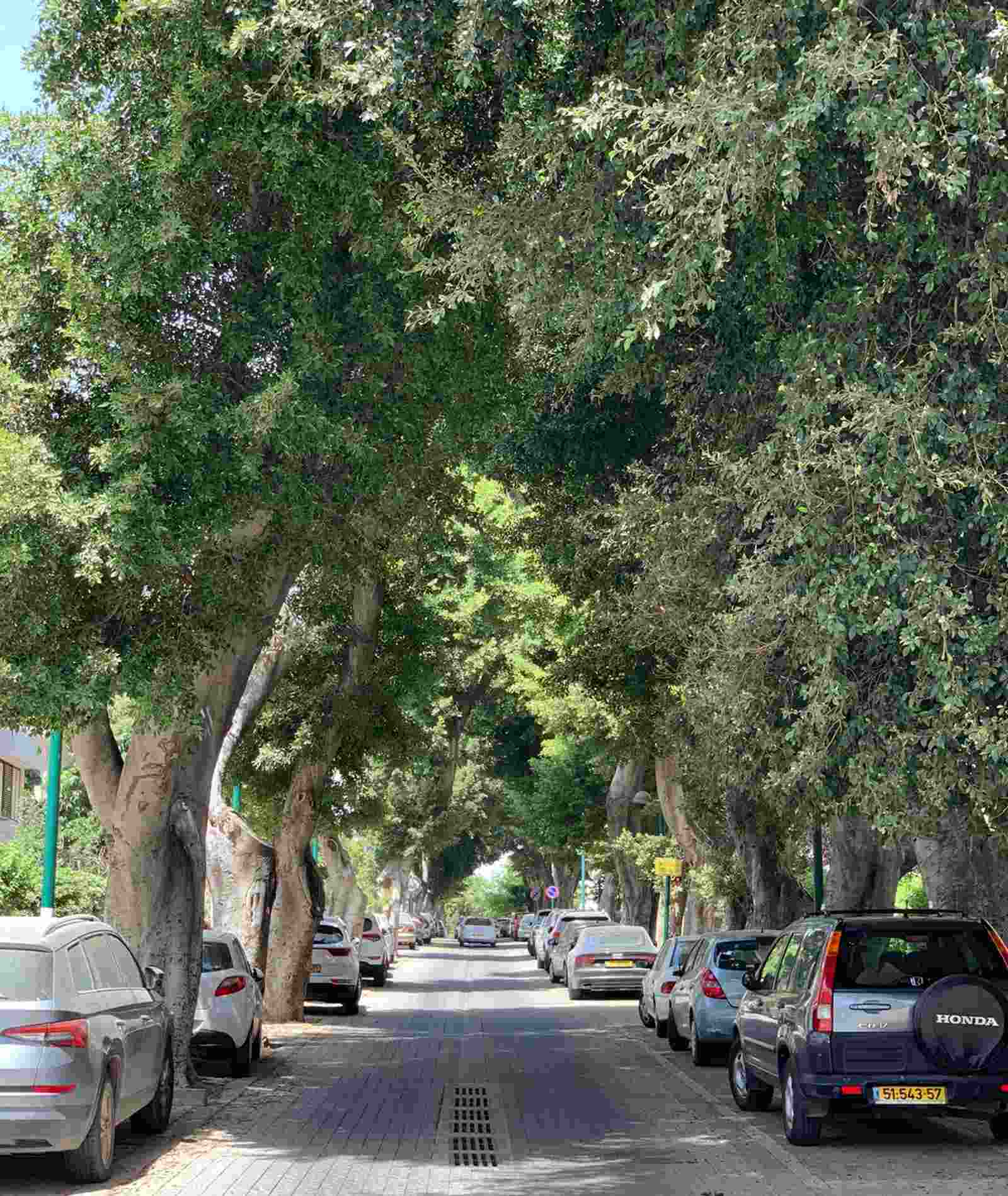 עצים ברחבי כפר סבא. צילום: דוברות עיריית כפר סבא