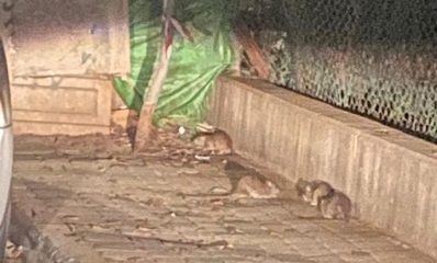 חולדות ברחוב שדרות ח"ן ליד בנק הפעולים בהרצליה.