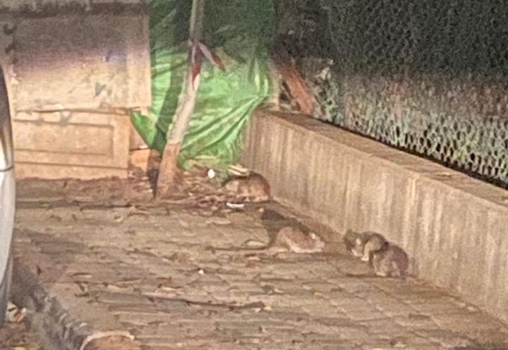 חולדות ברחוב שדרות ח"ן ליד בנק הפעולים בהרצליה.