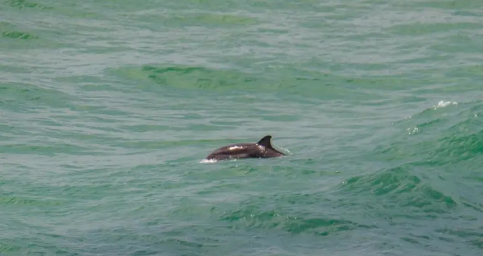 דולפין בחוף סידני עלי. צילום: גיא לויאן ואלון פן רשות הטבע והגנים