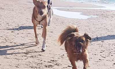 כלבים בחוף הים בהרצליה. צילום: דוברות עיריית הרצליה