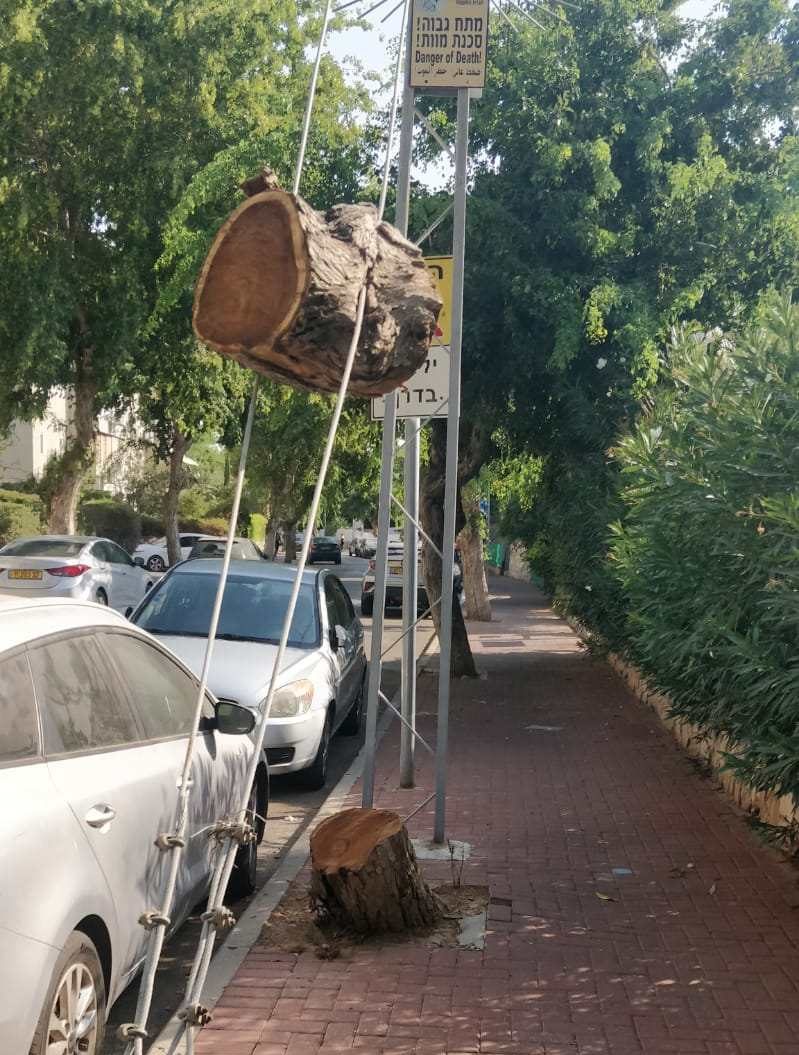 עץ בן עשרות שנים שנכרת ברחוב בן סרוק