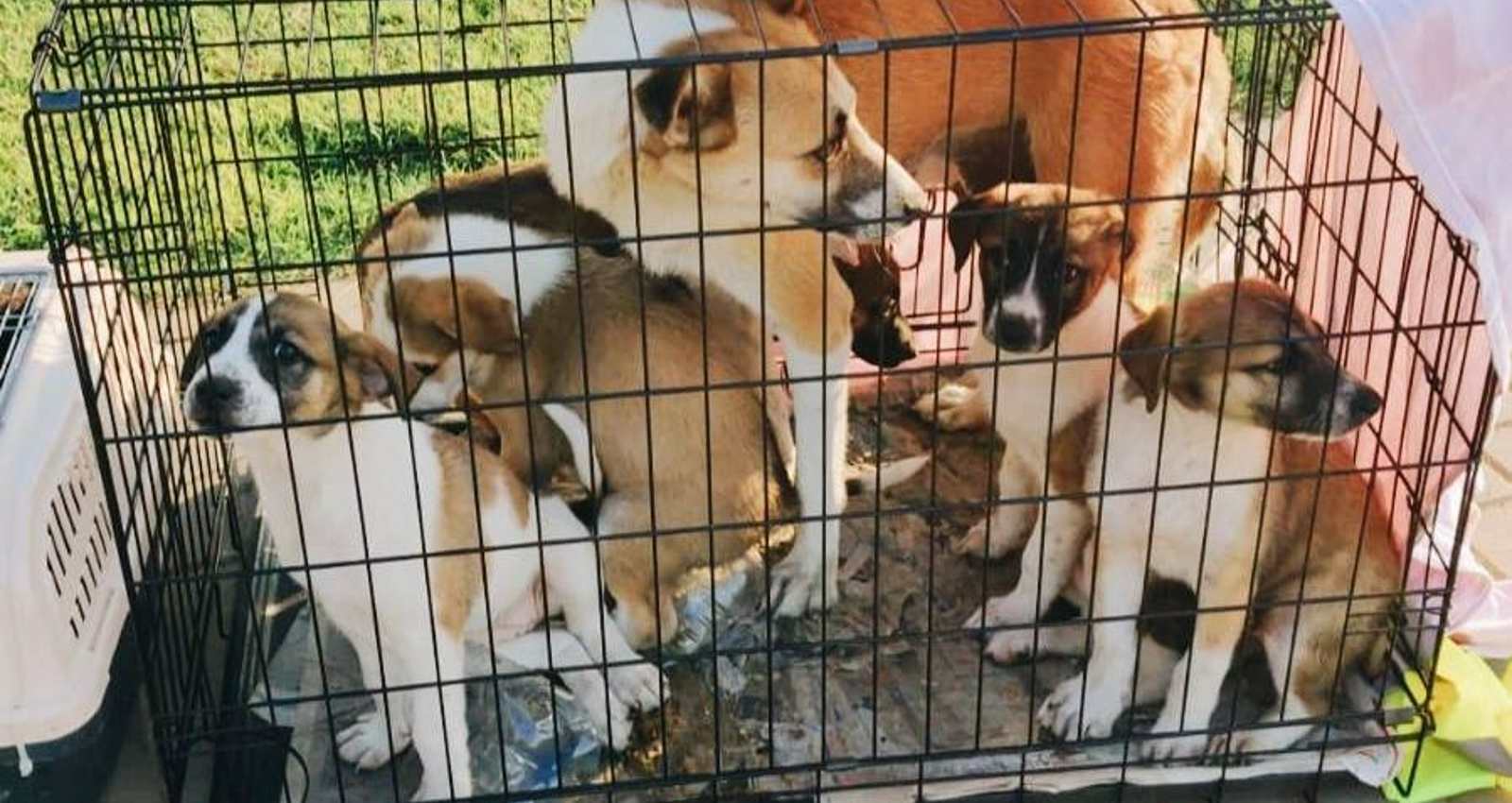 הכלבים שננטשו בכלבייה בהרצליה. צילום: שרון חלבי