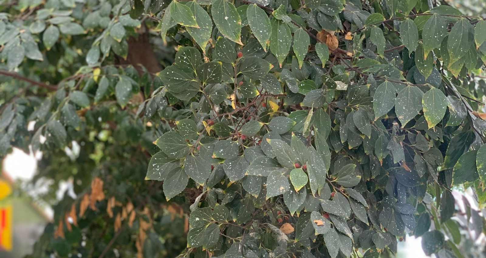 הנזק שנגרם לעץ בכפר סבא. צילום: דוברות עיריית כפר סבא