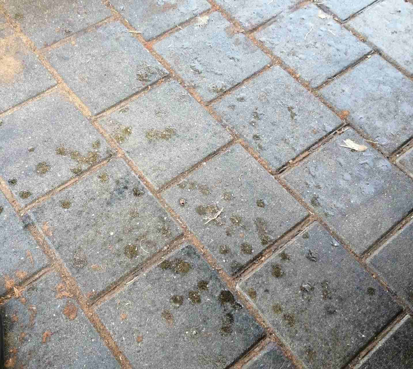 מדרכה עם לכלוך שחור ודביק. צילום: דוברות עיריית רעננה