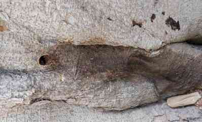 עץ פיקוס שהורעל בכפר סבא. צילום: עיריית כפר סבא