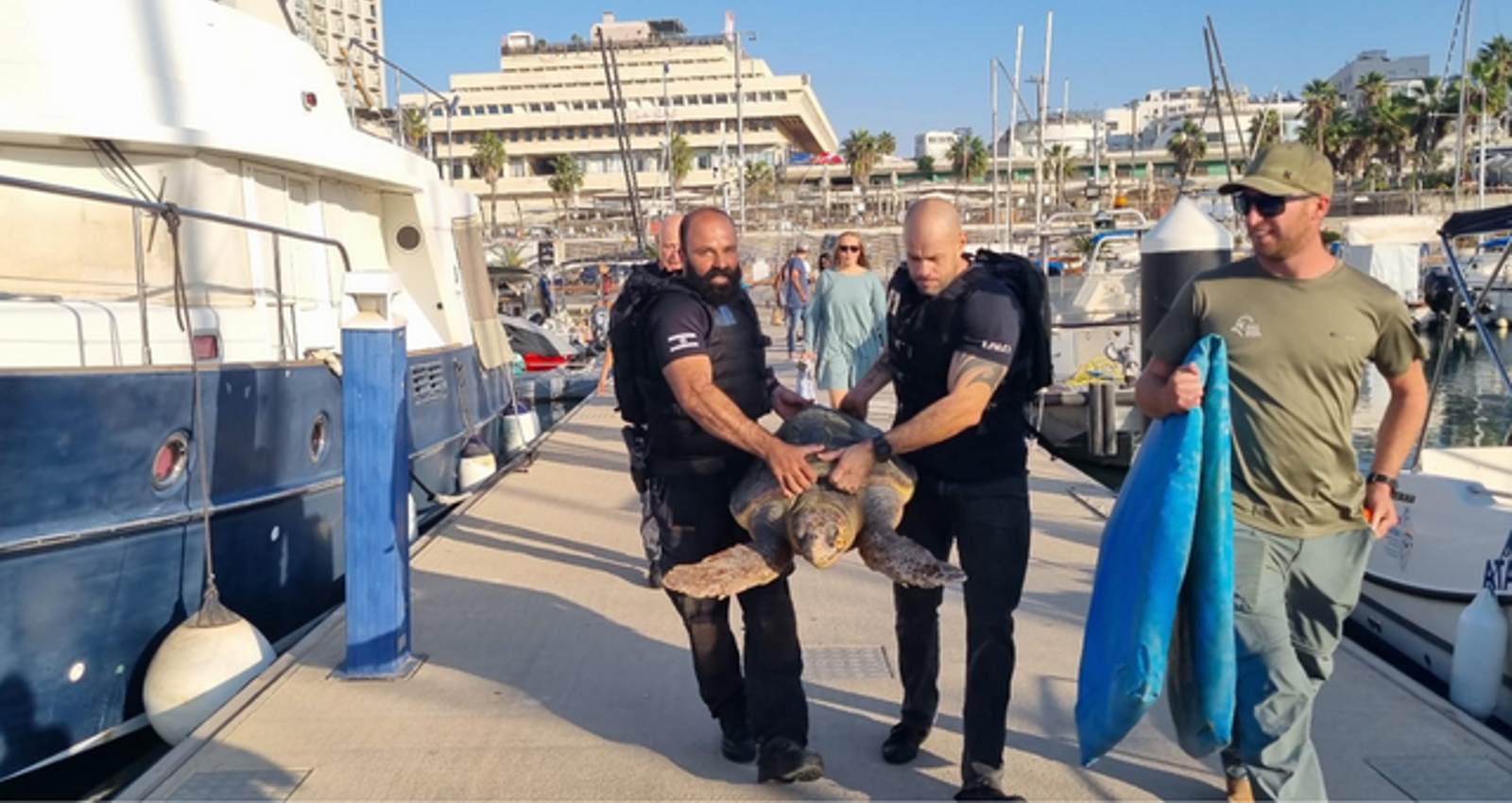 צוות השיטור הימי מחזיר את אריאל לים. צילום: דוברות המשטרה ורשות הטבע והגנים