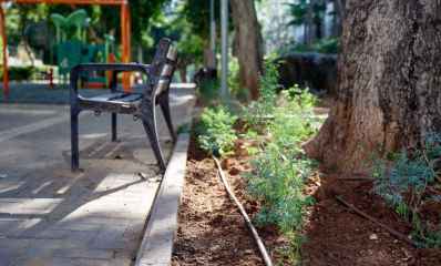השתילים החדשים. צילום: עיריית הוד השרון