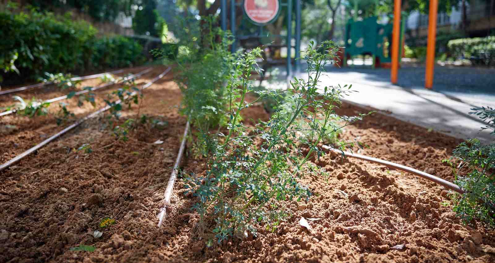 השתילים החדשים. צילום: עיריית הוד השרון