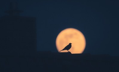 ציפורים בלילה, אילוסטרציה Image by 0fjd125gk87 from Pixabay