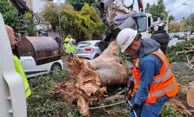 עץ שקרס קרע חוטי חשמל. צילום: יוסי וייס, חברת החשמל
