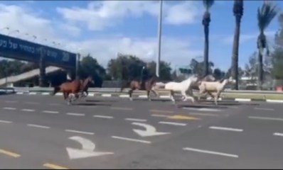 הסוסים בכביש מספר 5. צילום: מתוך טוויטר