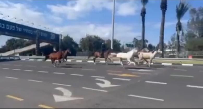 הסוסים בכביש מספר 5. צילום: מתוך טוויטר
