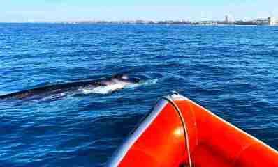 לוויתן שוחה מול חופי הרצליה. צילום: מכינת מגידו, דלפיס