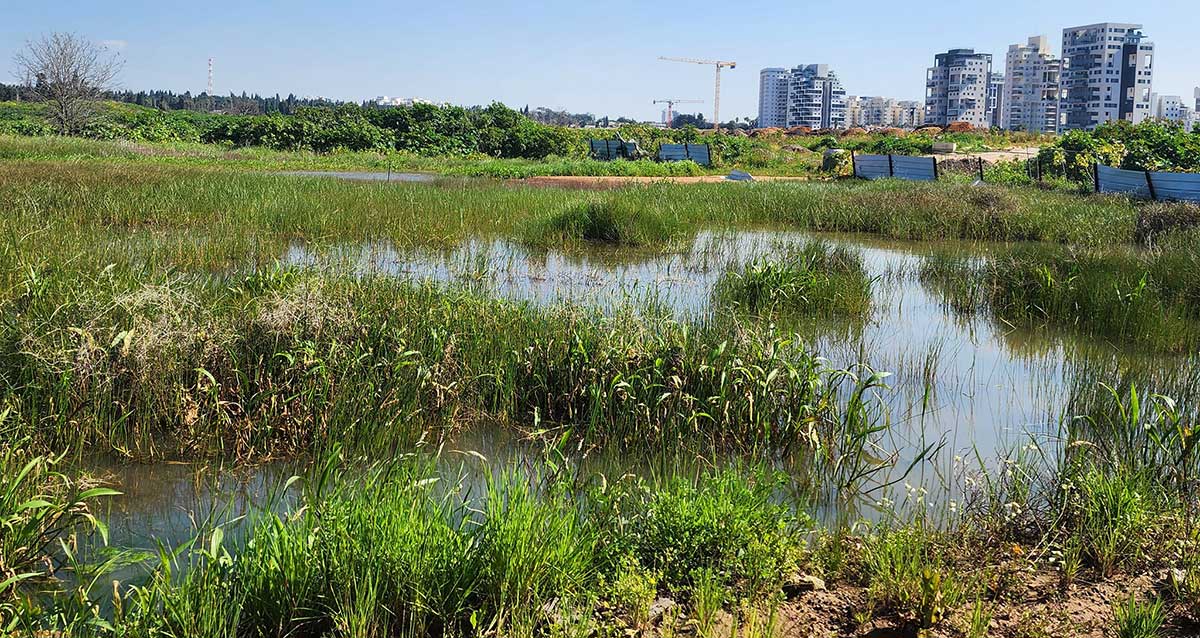 נוה גן, רמת השרון. בריכת חורף וברקע בנייני השכונה