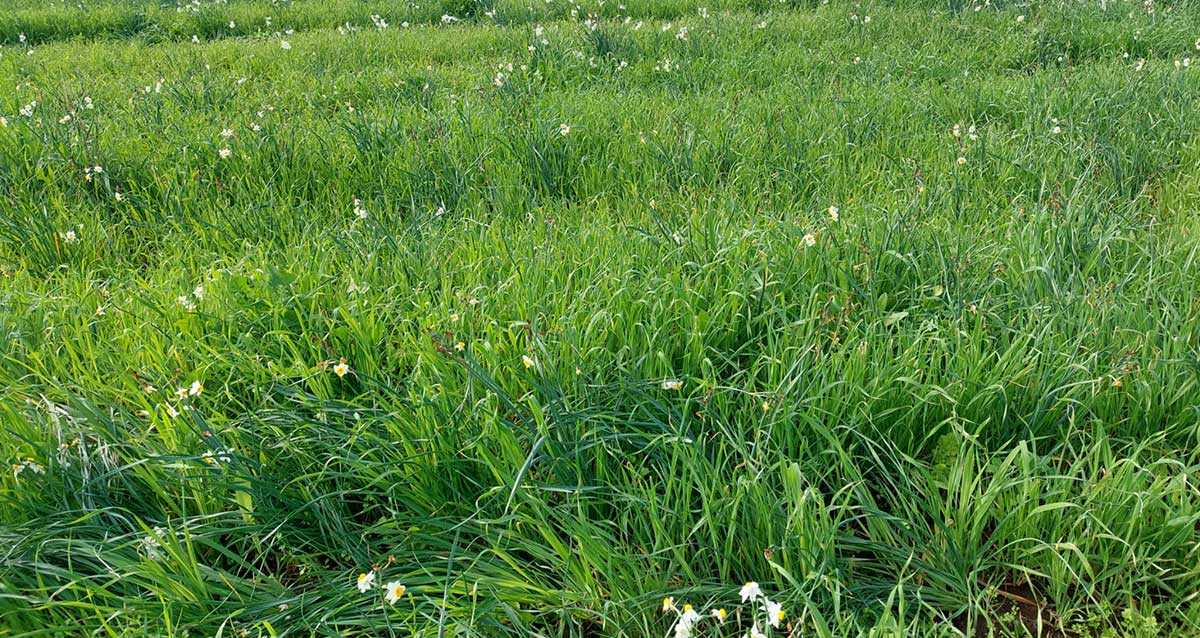 עמק הנרקיסים בצומת גלילות