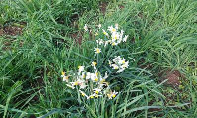 נרקיסים פורחים