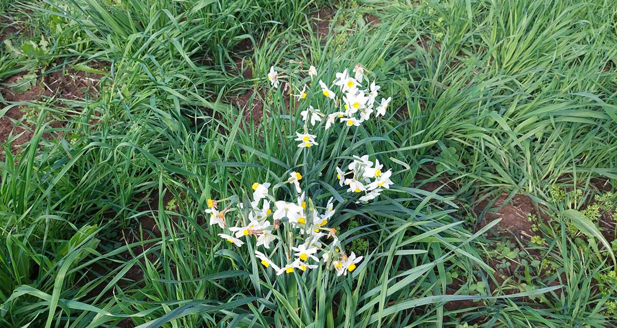 נרקיסים פורחים