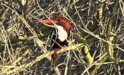 ציפור בפארק הרצליה