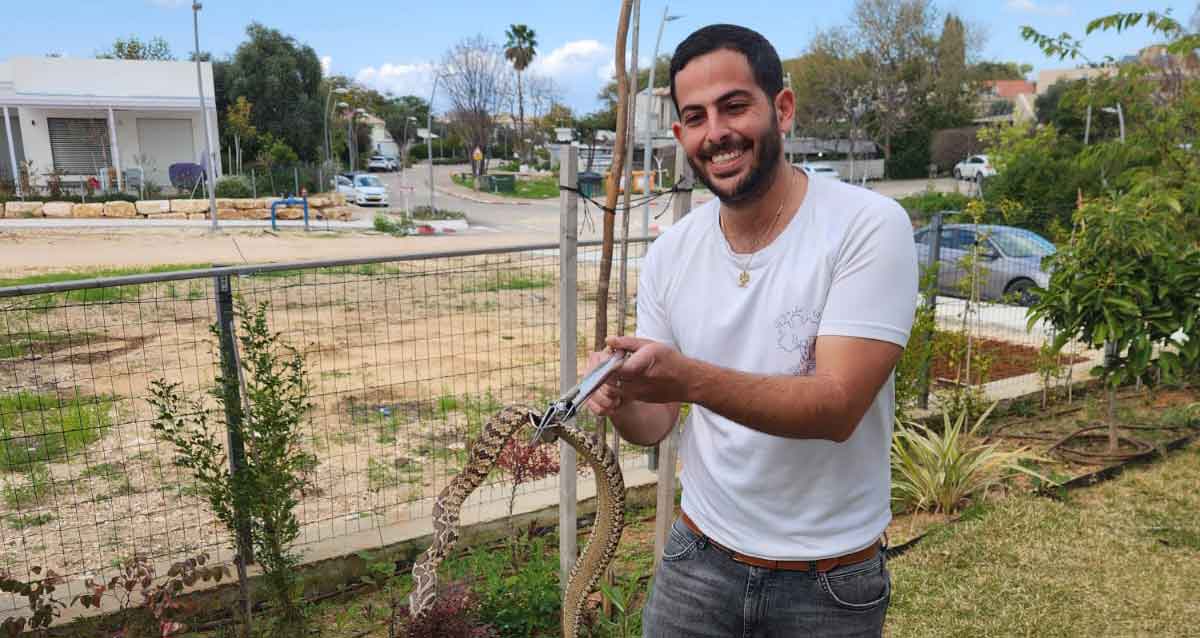 לוכד הנחשים דוד בן סימון אוחז בנחש שלכד
