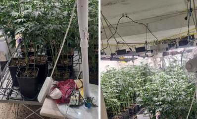 שתילי מריחואנה במעבדת סמים הידרו ברחוב הטבק ברמת השרון. צילום: משטרת ישראל