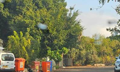 עץ הפיקוס במתחם מחלקת הגינון של עיריית רמת השרון ברחוב ז׳בוטינסקי, לפניו פחים כתומים ופח כול למחזור ורכבים מסוג טנדר