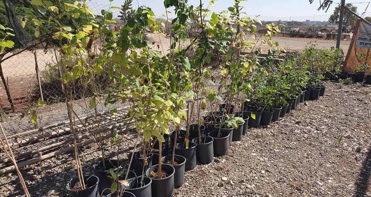 שתילים מרמת השרון לקיבוץ נירים בתוך עציצים מסודרים בשתי שורות.