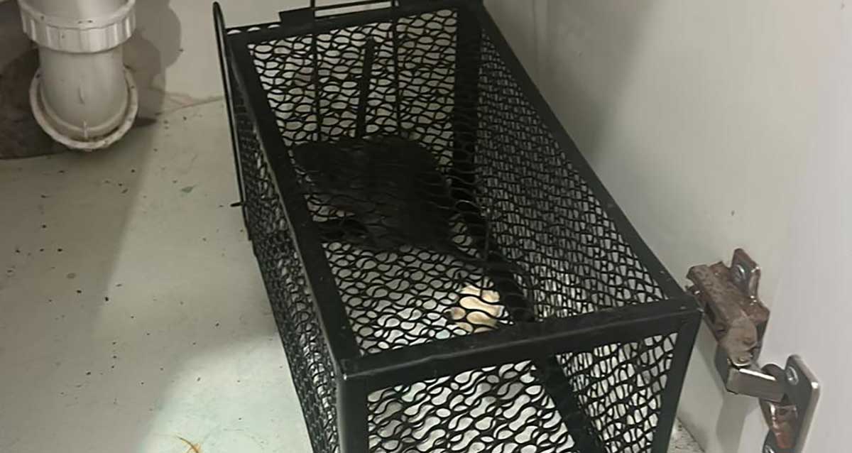 חולדה נתפסה במלכודת בארונית