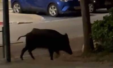 חזיר בר משוטט ברחוב בהרצליה