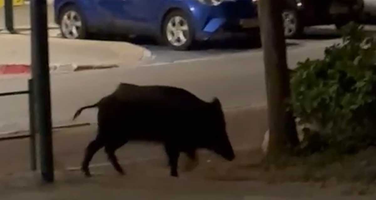 חזיר בר משוטט ברחוב בהרצליה