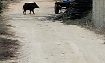 חזיר בר ליד הכלבייה העירונית בהרצליה