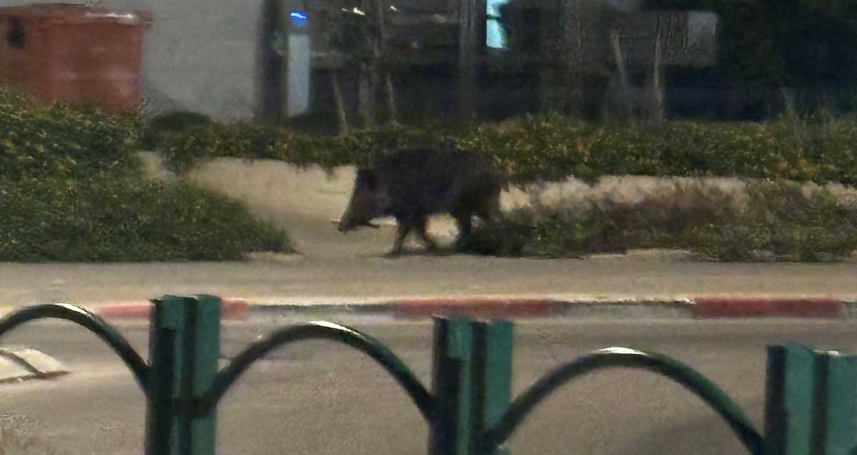 חזיר הבר על המדרכה ליד פרויקט המגורים מטרופוליס במפגש הרחובות פינסקר, אבן עזרא וחנה רובינא בהרצליה