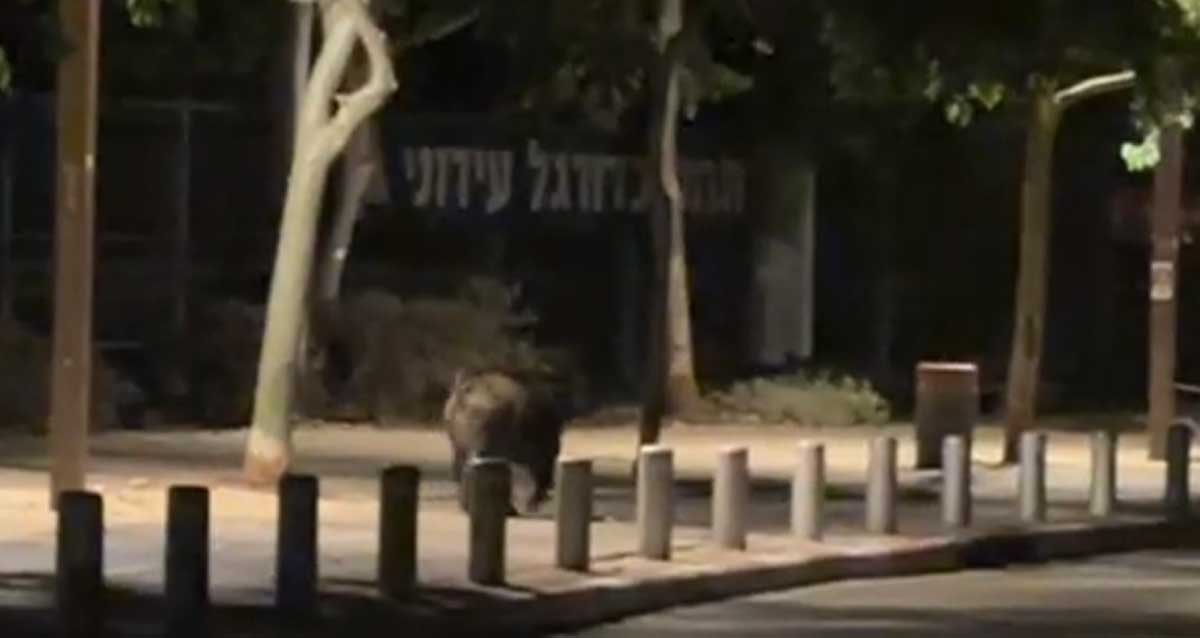 חזיר בר משוטט ליד מגרש הכדורגל העירוני בהרצליה