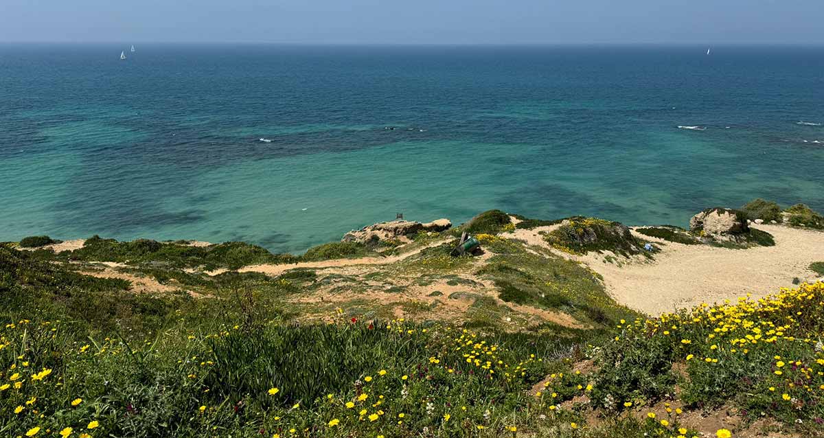 חוף אפולוניה בהרצליה. בחלק הקדמי של התמונה נראה המצוק שחלקו מכוסה צמחייה ירוקה ופרחים צהובים וחלקו חול ים. מעבר למצוק נראה הים התיכון שחלקו כחלחל וחלקו כחול כהה.