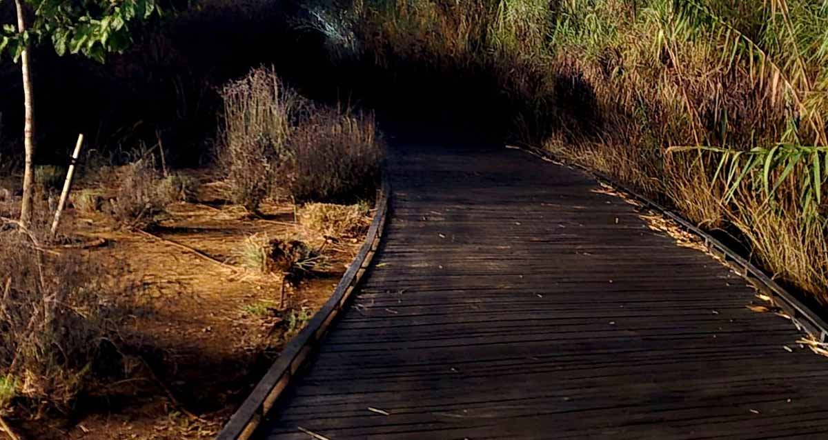 שביל ה"דק" בפארק הרצליה שרוף. הדק שחור ומשני צידיו צמחייה.