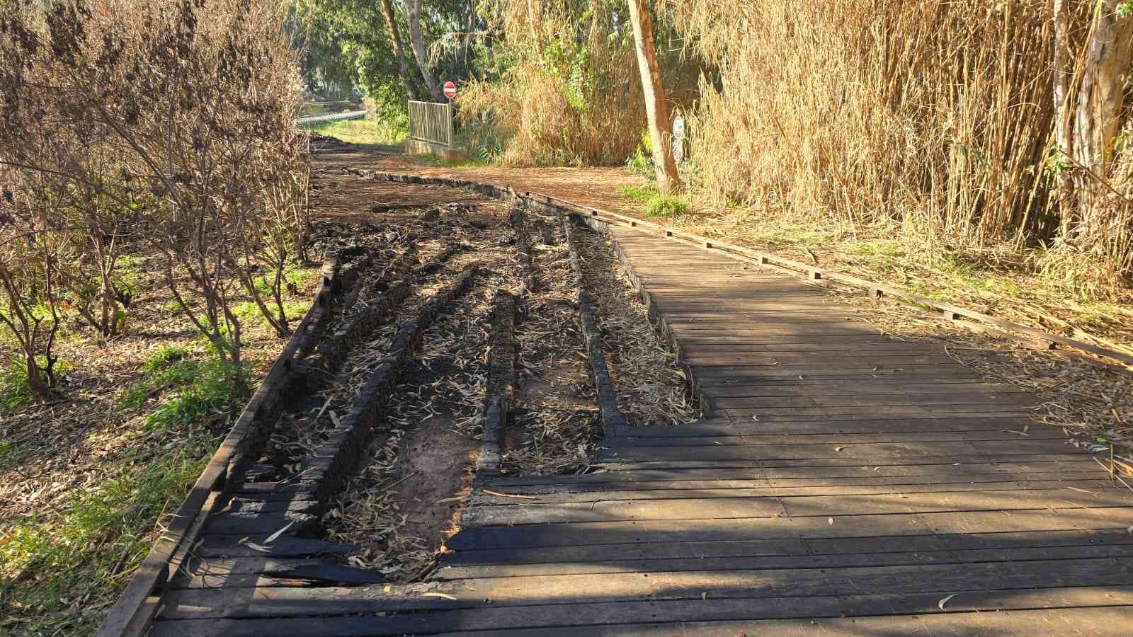 שביל הדק השרוף בפארק הרצליה. צילום: שרון אונליין