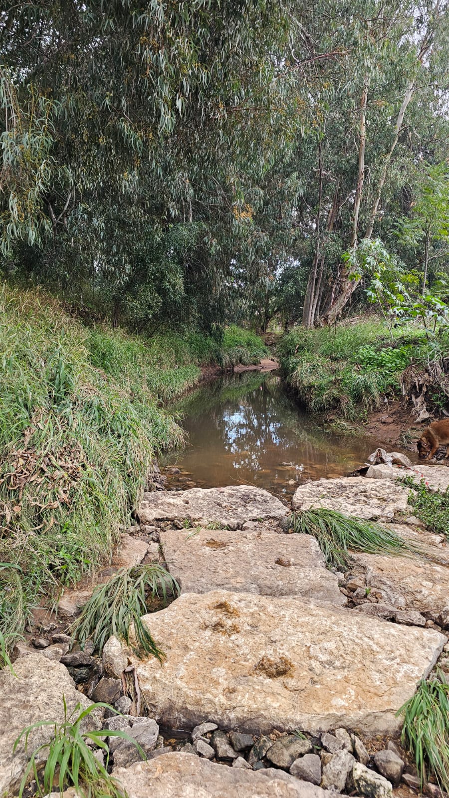 נחל גלילות אחרי הגשם. צילום: קוסטה ברודסקי