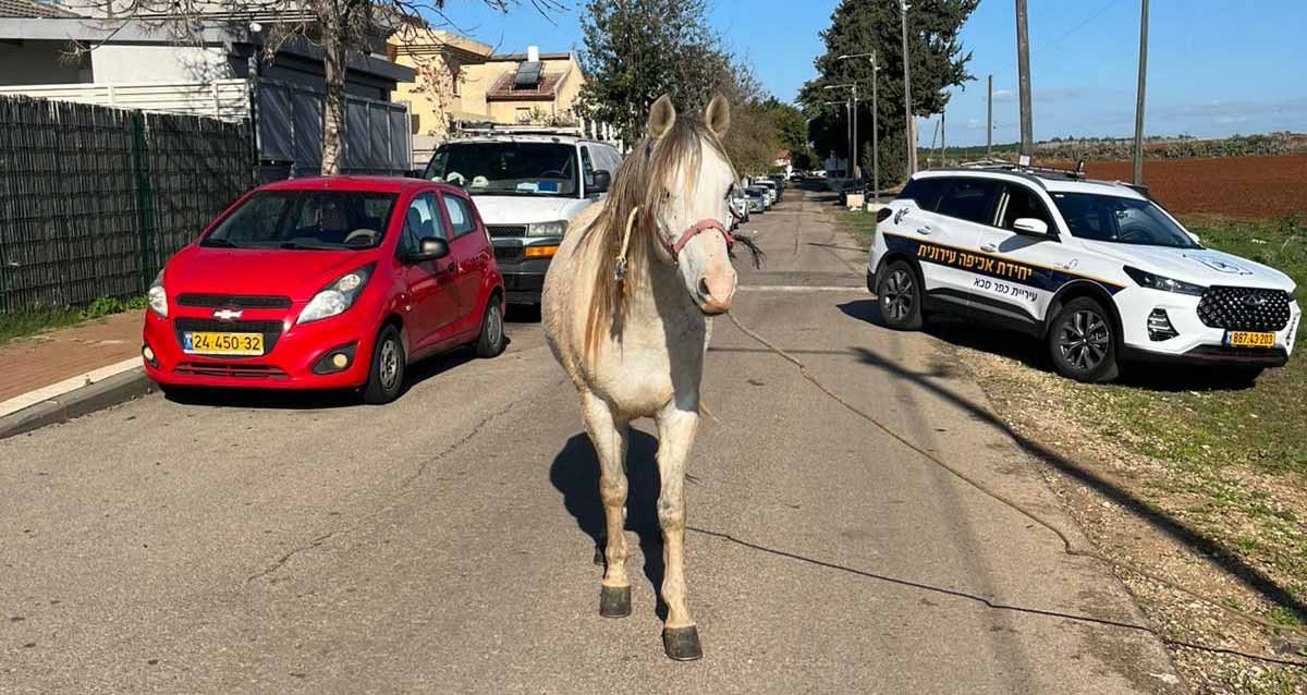 סוס בשכונת קפלן בכפר סבא. באמצע הכביש סוס לבן. מימין מכונית משטרה. משמאל חונות מכוניות ליד המדרכה ובתים בצד שמאל.
